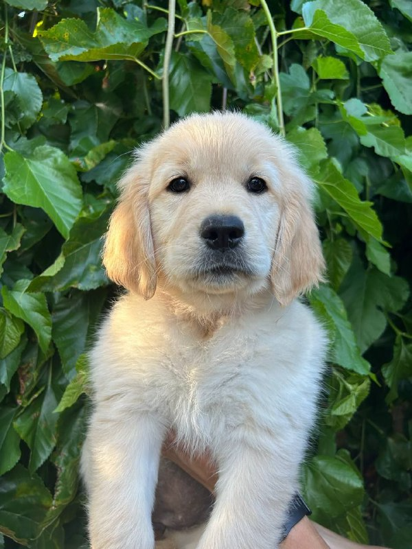 Fairy Golden Retriever