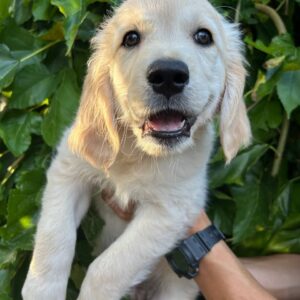 Farina Golden Retriever