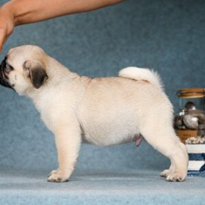 Favorit Pug
