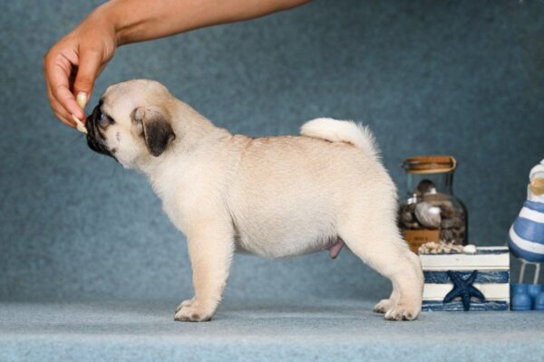 Favorit Pug
