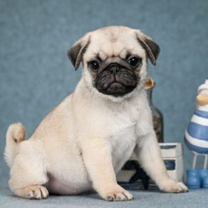 Favorit Pug
