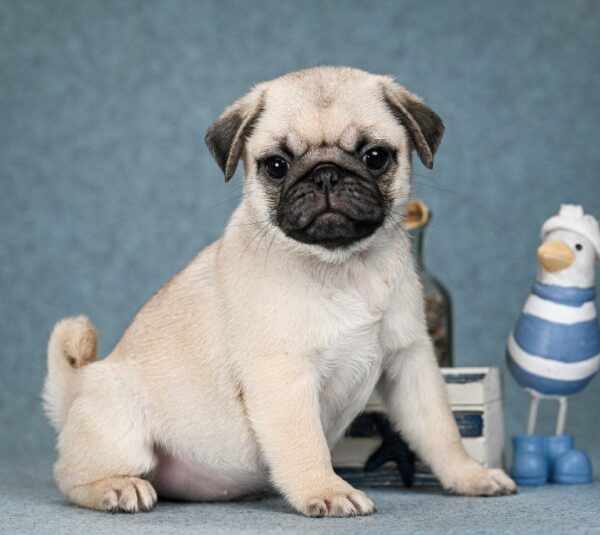 Favorit Pug
