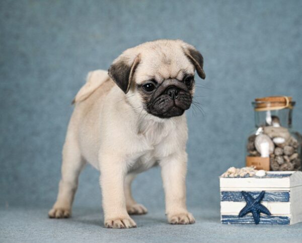 Favorit Pug
