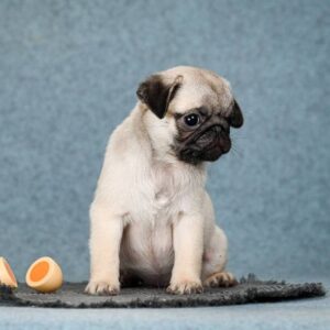 Fibi Pug