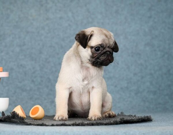Fibi Pug