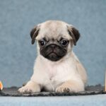 Fortyna Pug