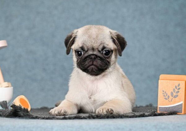 Fibi Pug