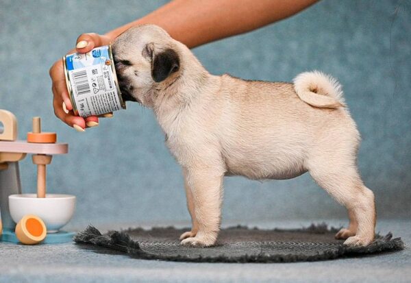 Fibi Pug