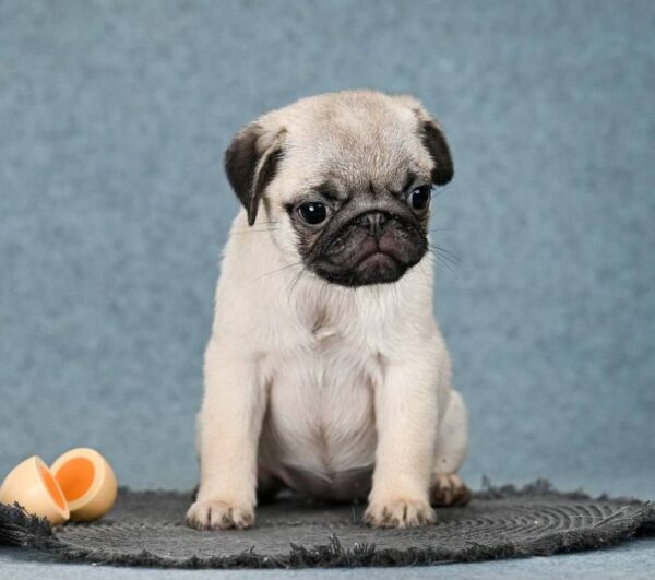 Fibi Pug