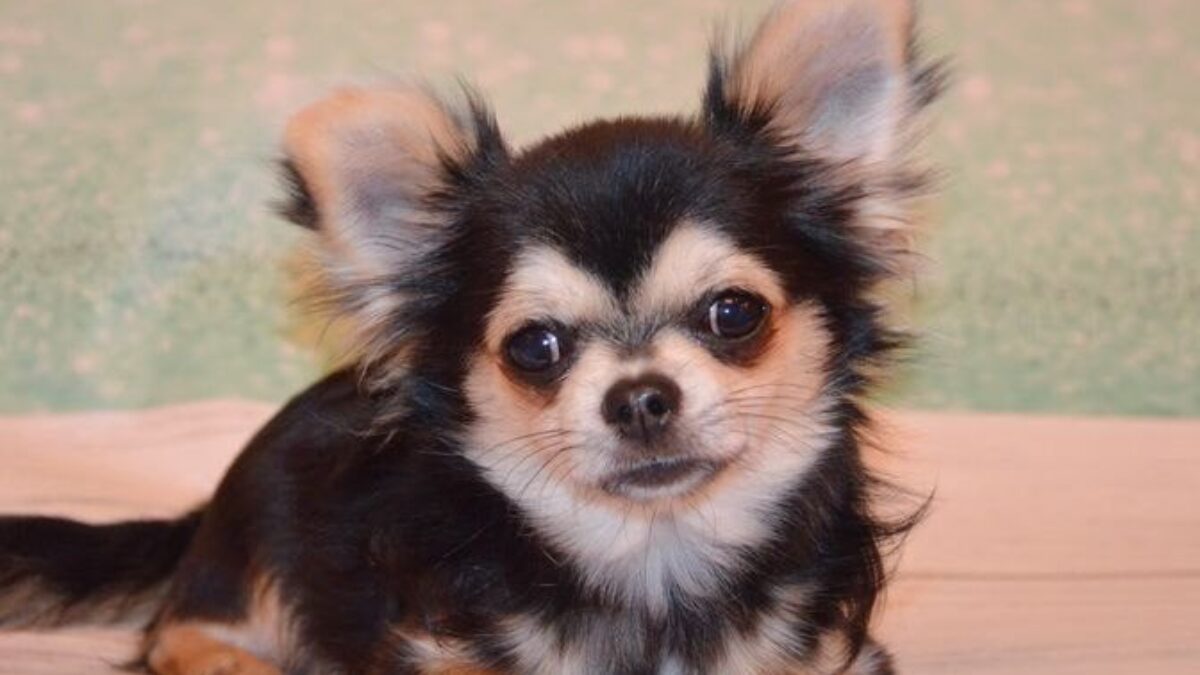 Craigslist Pets Motown Chihuahua Rescue Coat Chihuahua Local