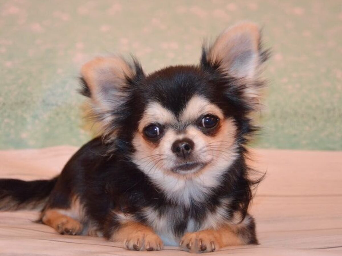 Long Haired Chihuahua Rescue Local Chihuahuas For Sale Chihuahua