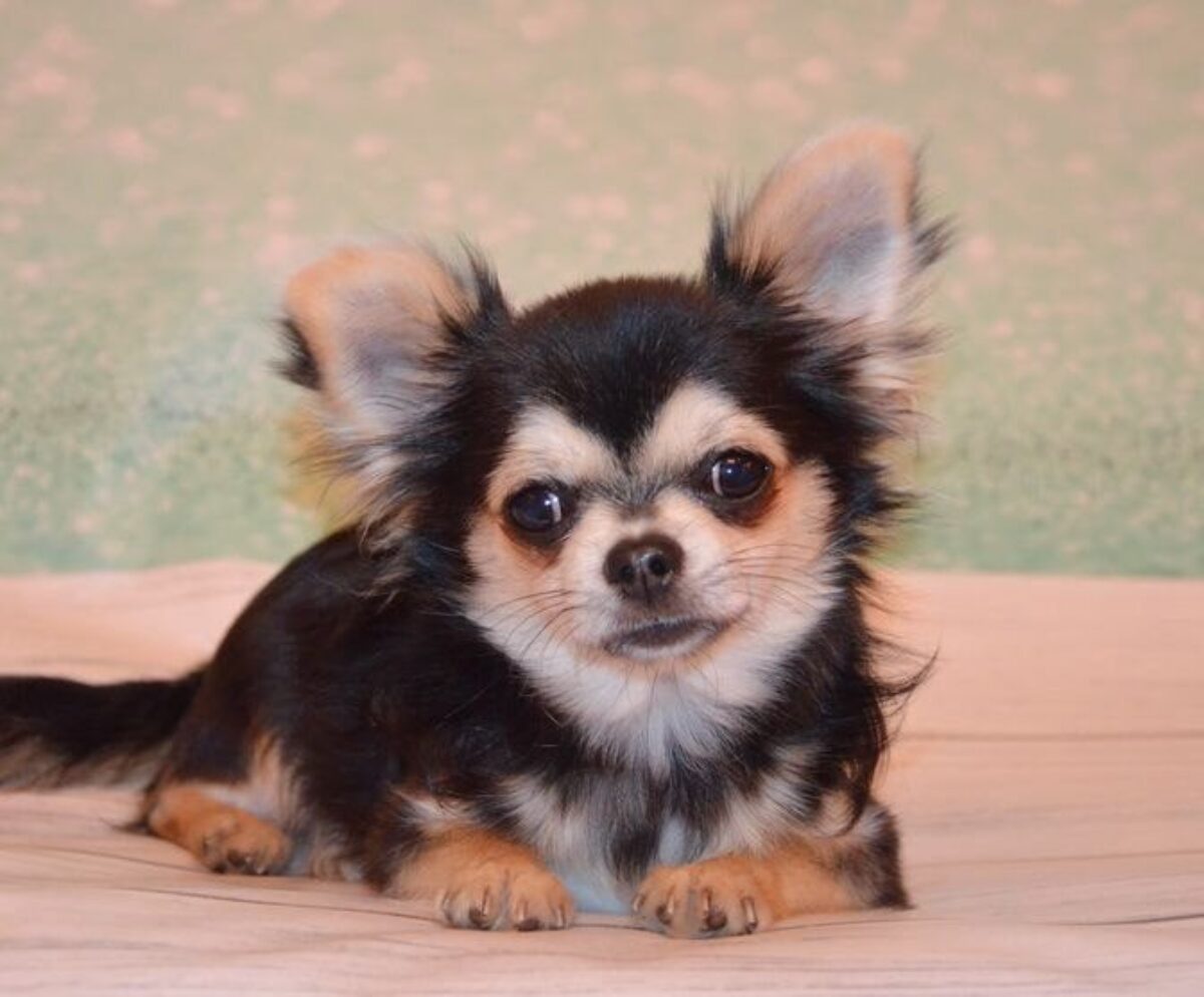 Long Hair Chug Puppies For Sale Chihuahuas Puppies Long Hair