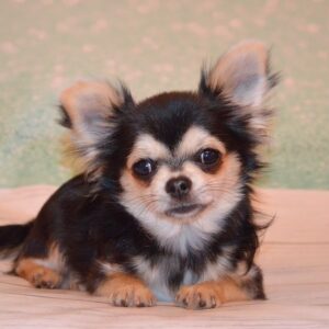 Filipp Chihuahua