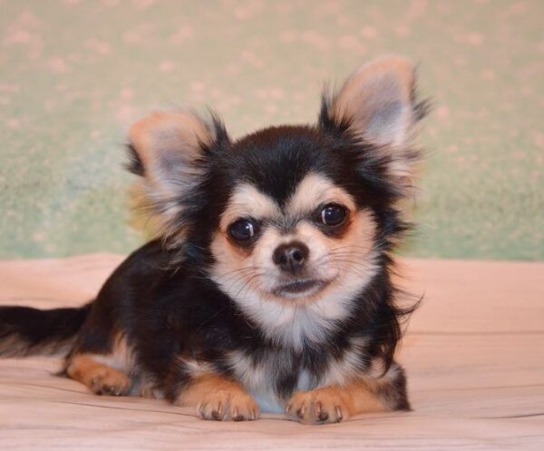 Filipp Chihuahua