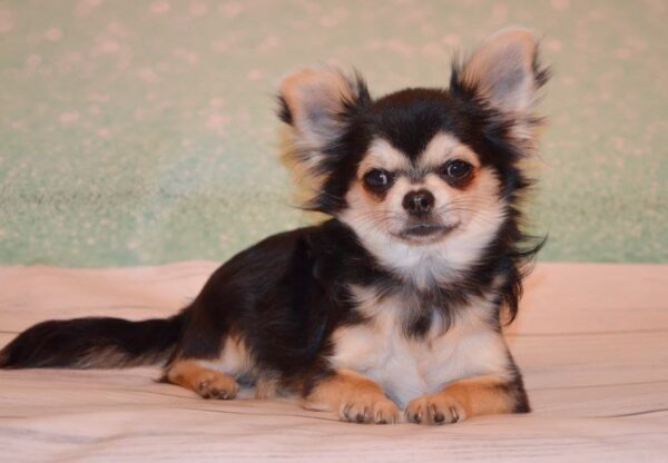 Filipp Chihuahua