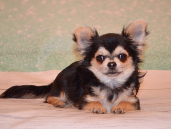 Filipp Chihuahua