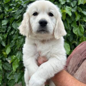 Fiona Golden Retriever