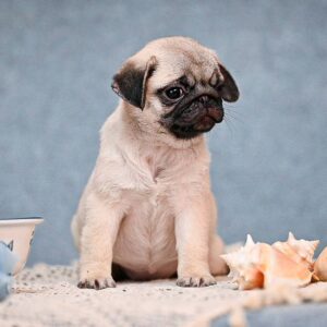 Fiona Pug