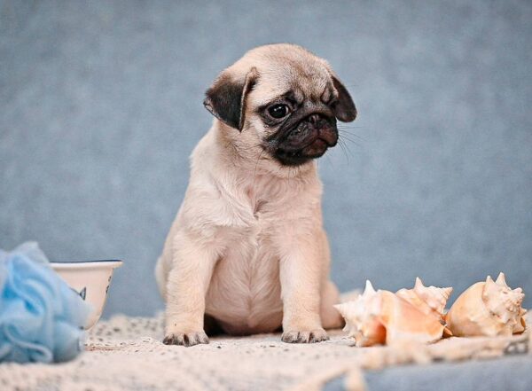 Fiona Pug