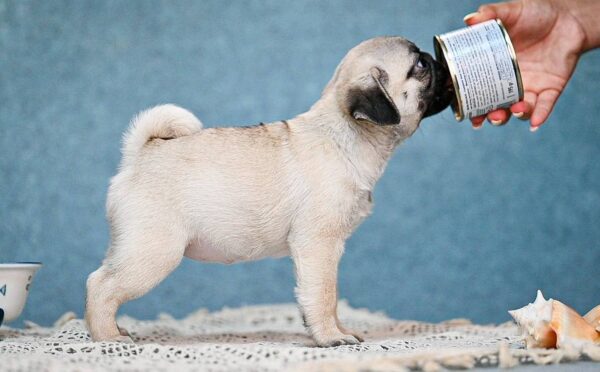 Fiona Pug