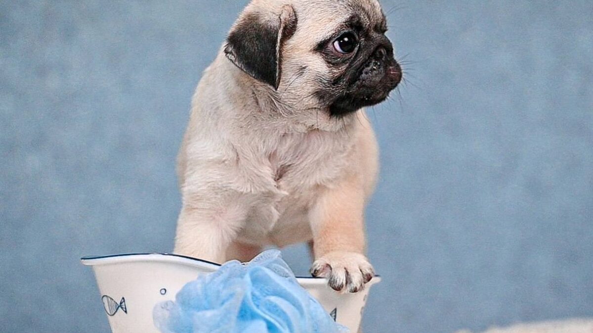 Pug Dogs and Puppies for sale