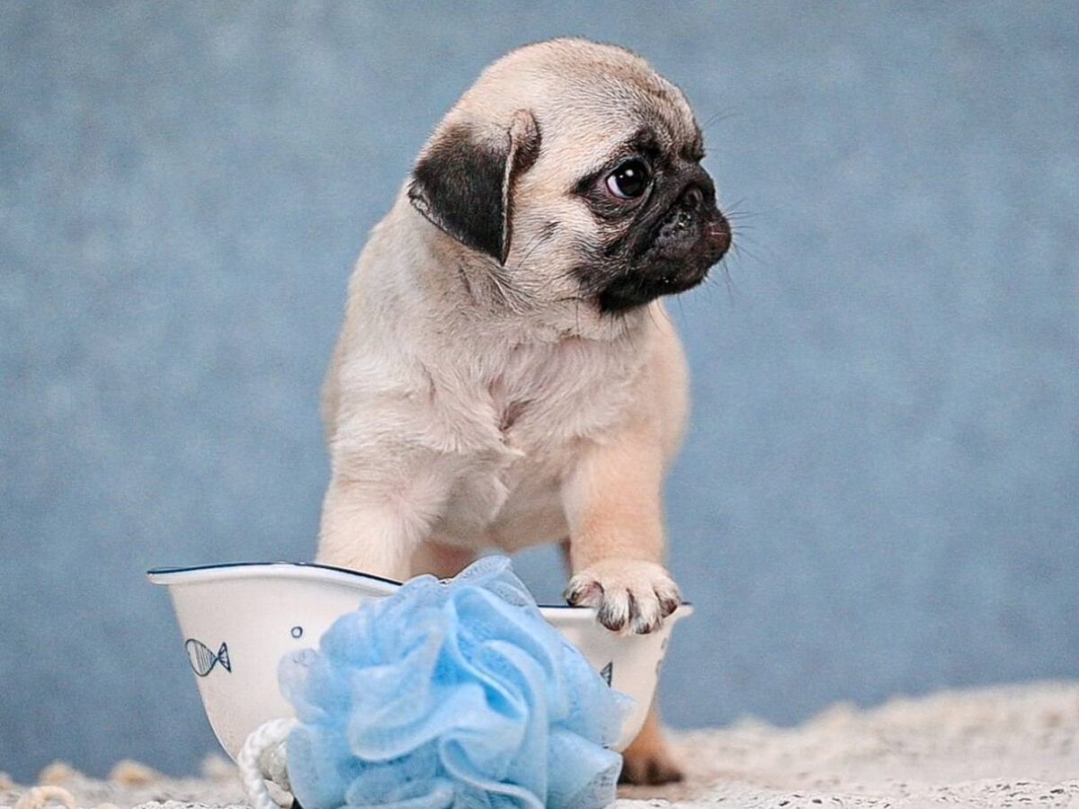 Pug Dogs and Puppies for sale