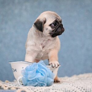 Fiona Pug