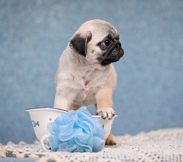 Fiona Pug