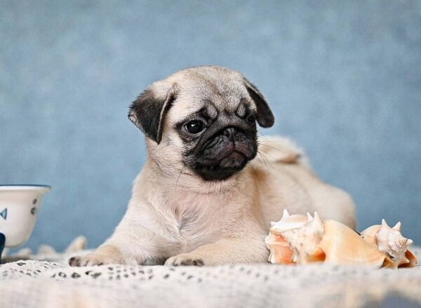 Fiona Pug