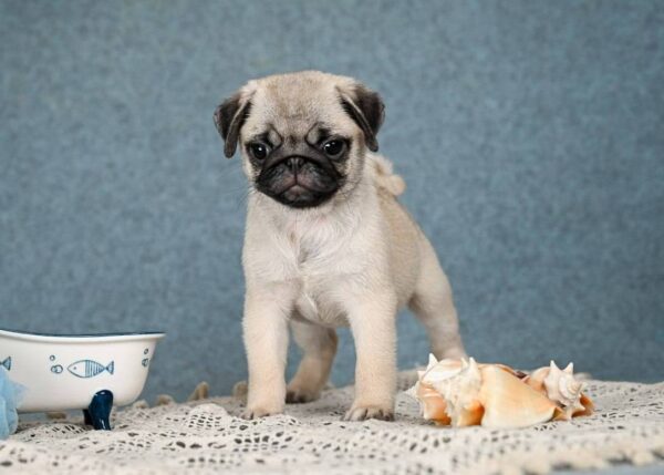 Fiona Pug