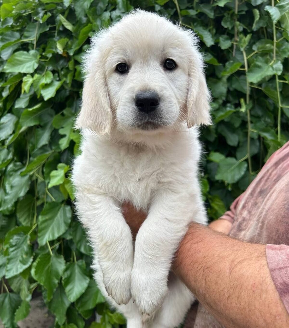 English Cream Golden White Golden Retriever Puppies For Sale Mini
