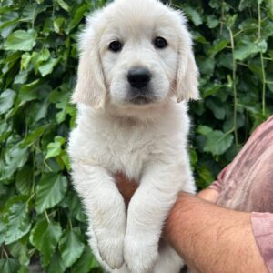 Fissa Golden Retriever