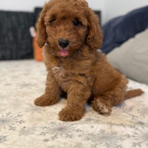 Foxy Goldendoodle
