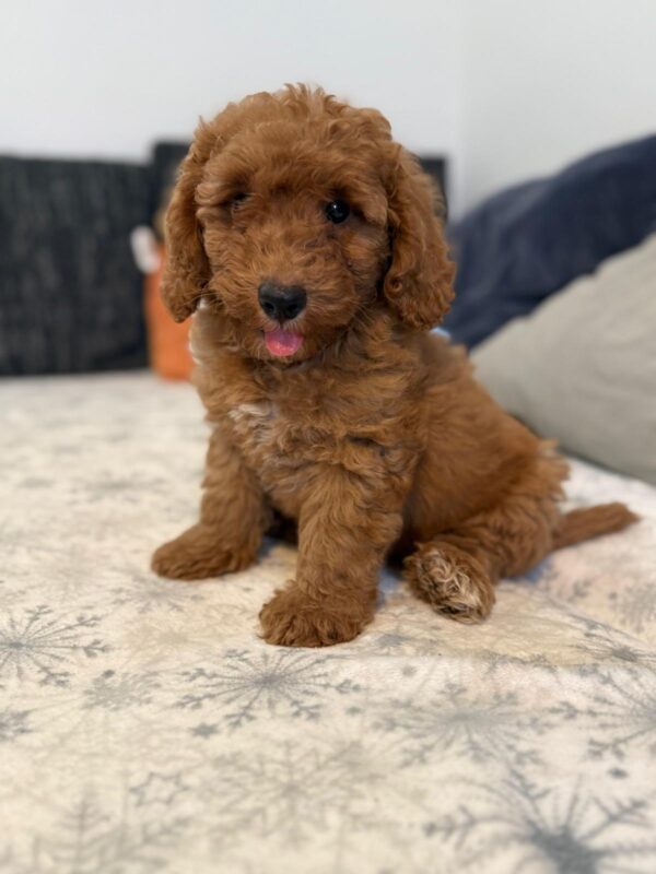 Foxy Goldendoodle