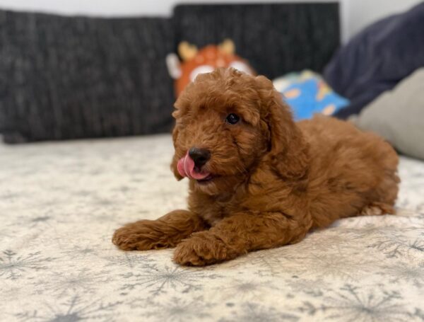 Foxy Goldendoodle