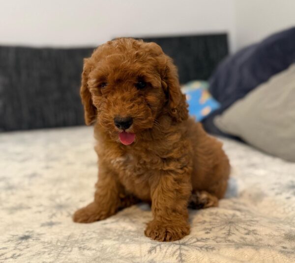 Foxy Goldendoodle