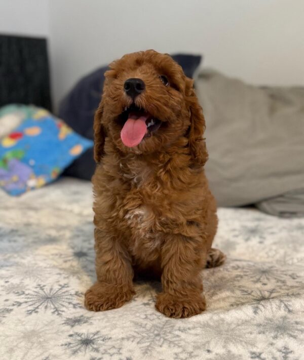 Foxy Goldendoodle