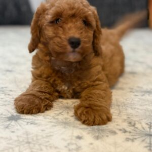 Foxy Goldendoodle