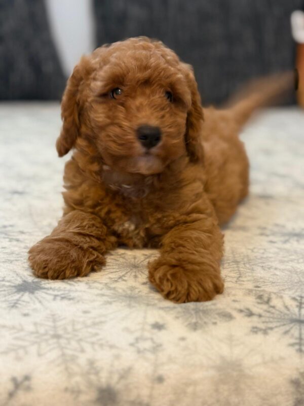Foxy Goldendoodle