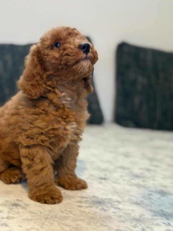 Foxy Goldendoodle