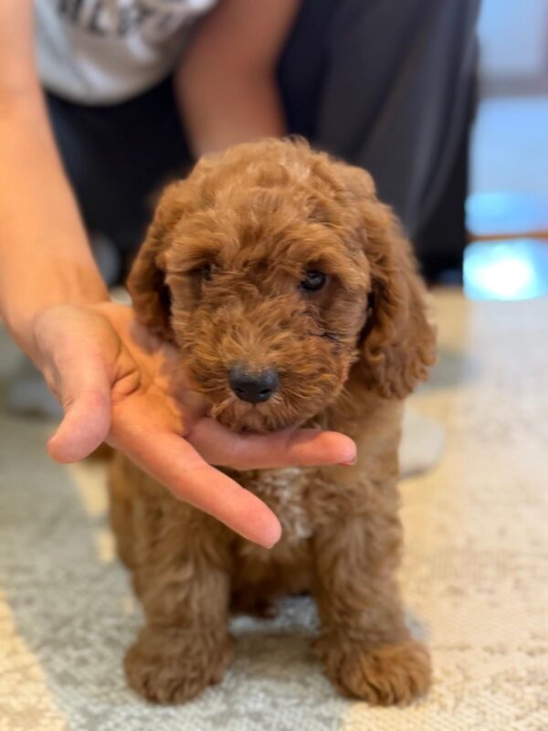 Foxy Goldendoodle
