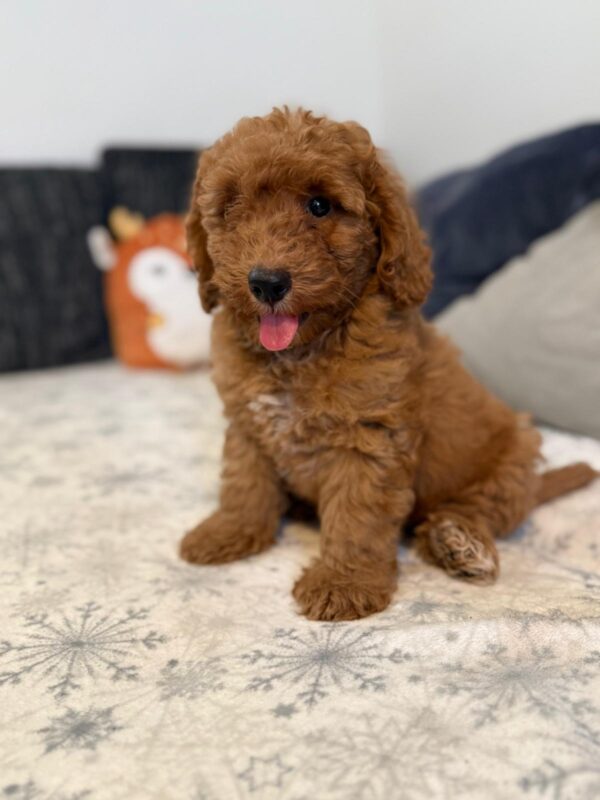 Foxy Goldendoodle