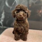 Franko-male-toy-poodle-puppy-for-sale- (1)