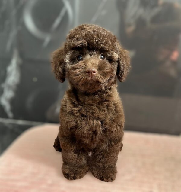 Franko Toy Poodle