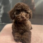 Franko-male-toy-poodle-puppy-for-sale- (2)
