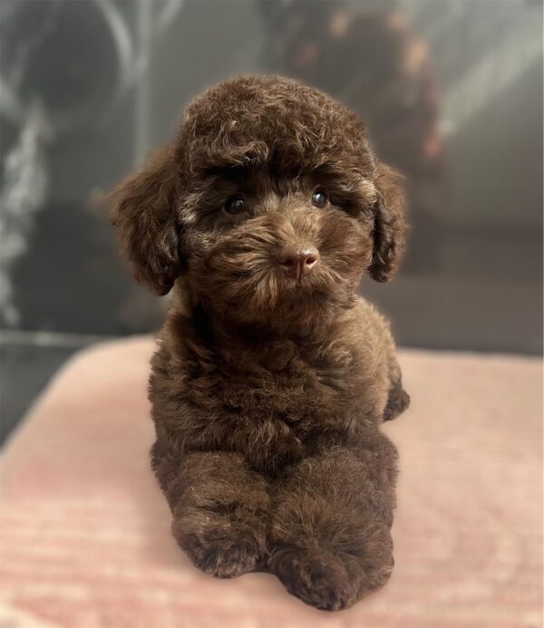 Franko Toy Poodle
