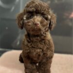 Franko-male-toy-poodle-puppy-for-sale- (3)
