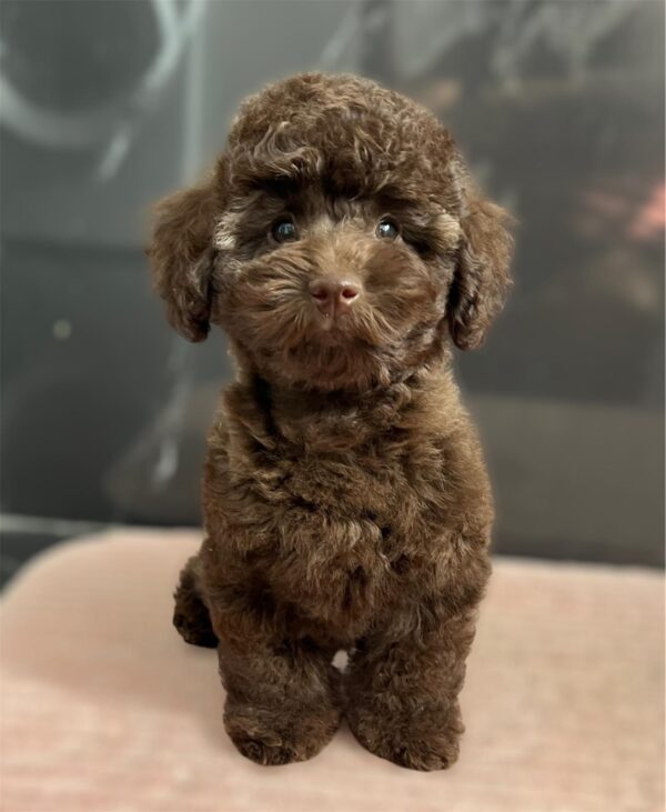 Franko Toy Poodle