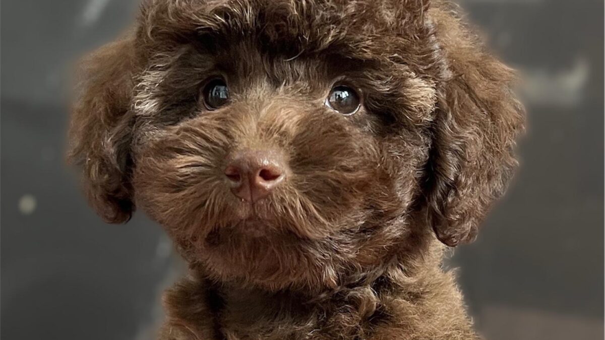 Poodle Puppy Teacup Puppies For Free Toy Poodle Dogs And