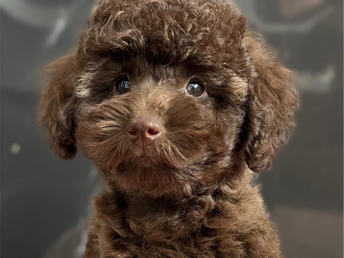 Brown Poodle Teacup Toy Poodle Puppies For Sale French Poodle Akc